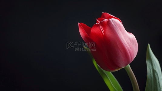 底色淡红背景图片_黑底色前的花朵植物背景