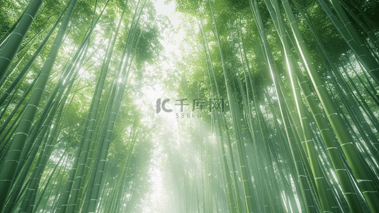 森林背景绿色背景图片_绿色户外光芒森林竹林竹子的背景