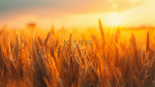 阳光麦子背景图片_夕阳下的稻田背景