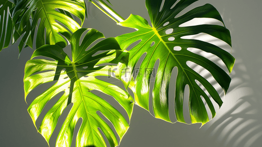 绿色清新树叶叶片纹理阳光照射的背景