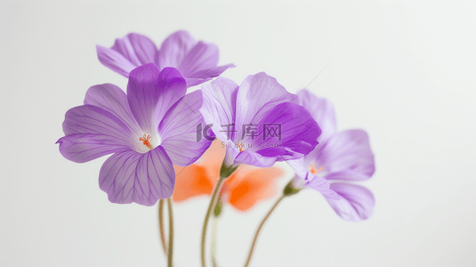 紫色花瓣浪漫背景图片_唯美紫色浪漫花朵场景的背景