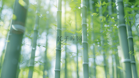 父女森林背景图片_绿色户外光芒森林竹林竹子的背景