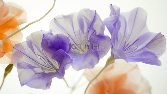 浪漫紫色花朵背景图片_唯美紫色浪漫花朵场景的背景
