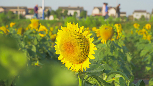 实拍夏日风景葵花向日葵太阳花实拍素材