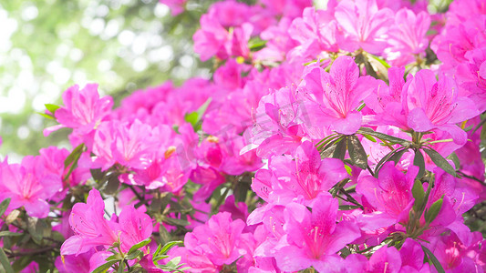 实拍春季花朵杜鹃花唯美花朵