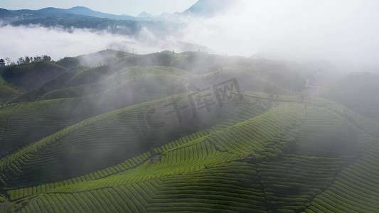 远处有光的阴天摄影照片_茶山茶园眺望远处云海自然风光航拍