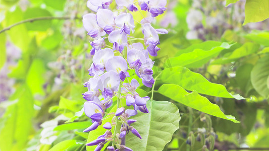 风景摄影照片_实拍夏日风景紫藤花阳光光影模板