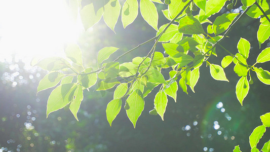 实拍夏日光影阳光穿过树叶树林