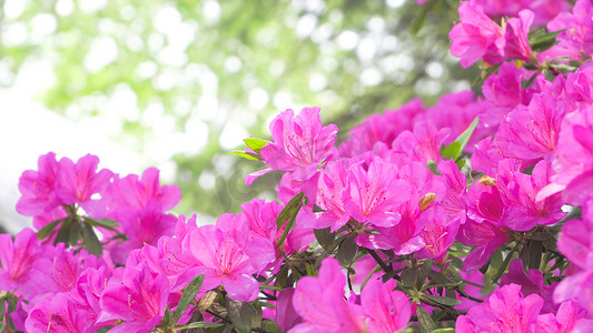 实拍春季花朵杜鹃花唯美花朵实拍素材