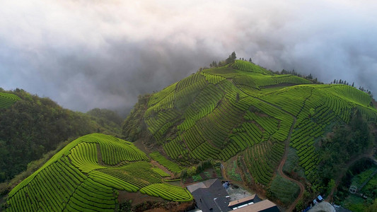 摄影照片_震撼茶山山峰云海自然风光航拍实拍