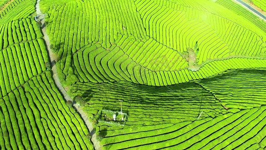 山峰茶山茶园农业种植航拍