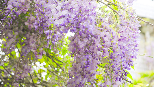 实拍夏日风景紫藤花阳光光影实拍