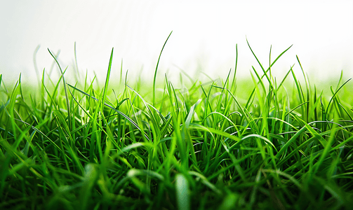 新鲜的春天绿草孤立