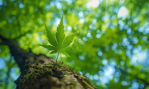 从下面看树上的小叶子走绿色概念照片拯救地球和地球日