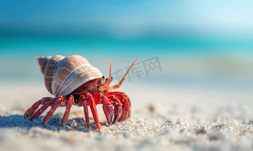 沙滩上摄影照片_寄居蟹生活在海边的沙滩上