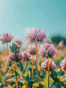三叶草花摄影照片_夏日阳光明媚的日子里盛开的紫色三叶草花微距摄影