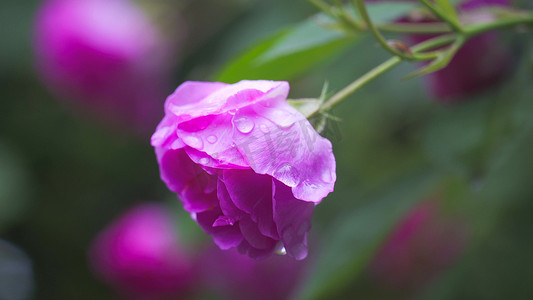 琉璃蔷薇摄影照片_实拍夏日风景植物雨后蔷薇花雨滴特写模板