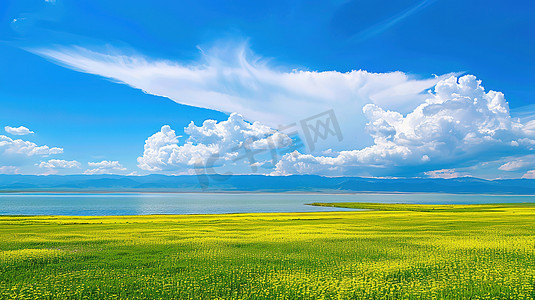 辽阔青海湖的油菜花海高清图片