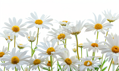 雏菊夏季白花孤立在白色背景