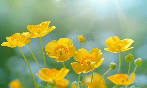 明亮的黄色花朵毛茛