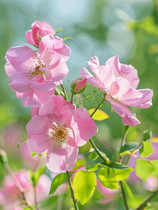 精致的野玫瑰园花