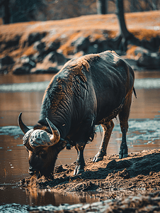 土丘摄影照片_土丘上的水牛在泥土变成的池塘边吃着草