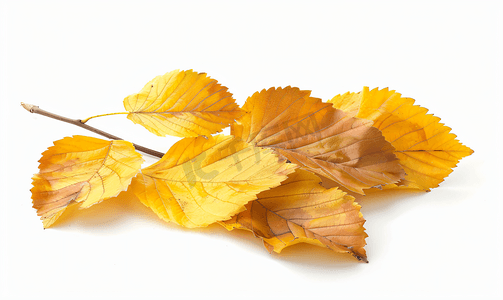 金色植物叶子摄影照片_金色秋天的树叶