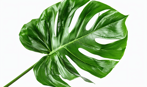 叶龟背竹孤立在白色背景上绿叶图案