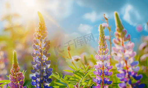 美丽的风景图案摄影照片_夏季风景与美丽明亮的羽扇豆花
