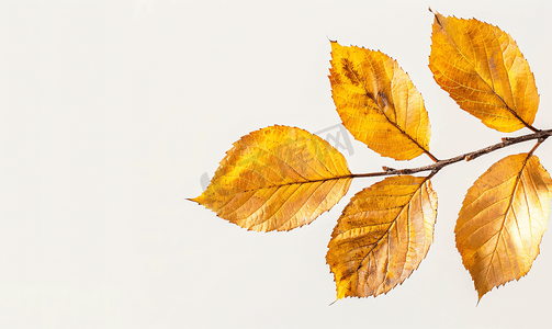 金色秋天的树叶