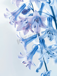 精致的蓝铃花花卉背景