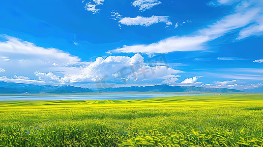 辽阔青海湖的油菜花海高清摄影图