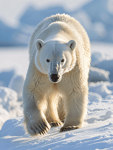 北极哨所摄影照片_北极熊北极动物雪冬天
