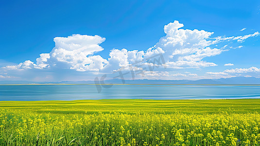 辽阔青海湖的油菜花海高清图片