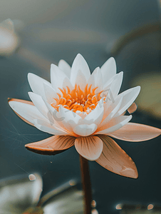 清新明亮的背景摄影照片_白色鲜艳的花睡莲