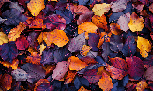 秋天的落叶的摘要背景