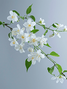 白花束摄影照片_白茉莉花枝条娇嫩的春天的花朵