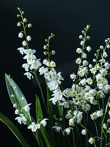夏季美容摄影照片_黑色背景中孤立的花兰花和铃兰