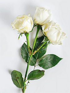 白色背景上的花蕾玫瑰