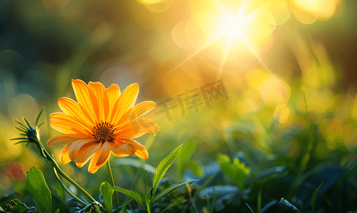 美容绿色背景摄影照片_阳光照射在草地上花朵呈现出淡淡的橙色