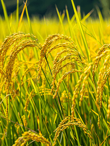 绿色稻田背景摄影照片_收割前的水稻种植黄色稻田