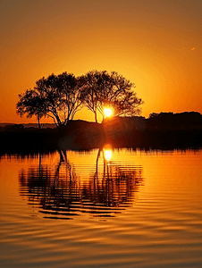 水中夕阳与树影的轮廓
