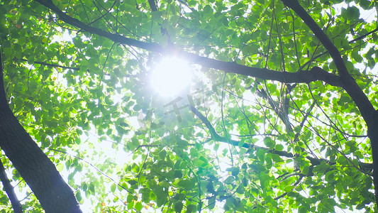 实拍夏日风景阳光森林树木光影实拍