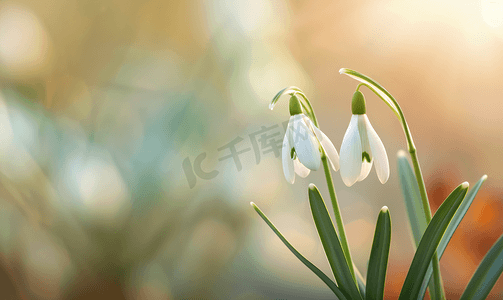 特写雪花莲中的白泉花