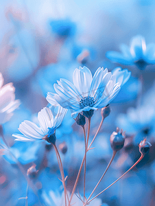 手绘荷塘盛开荷花摄影照片_夏日风景色彩鲜艳的蓝色雏菊花