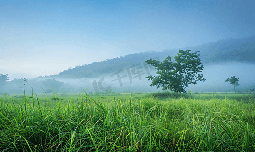 清晨草地上雾气弥漫泰国春蓬府沿途的自然风光