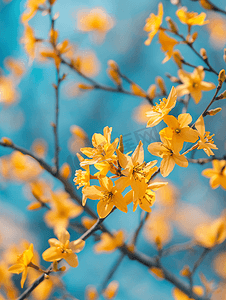 春季公园背景上一棵开花的树的连翘枝
