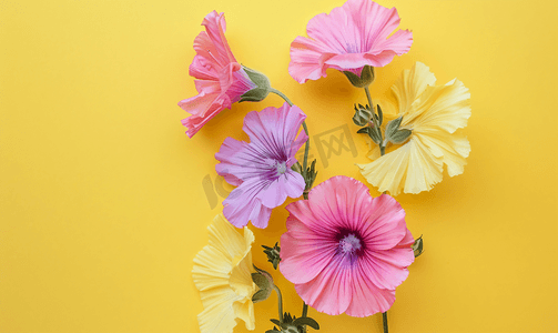 花朵装饰摄影照片_黄色背景七彩花朵上孤立的锦葵