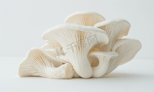 白山毛榉蘑菇或白灵芝蘑菇