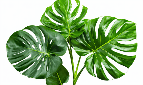叶龟背竹孤立在白色背景上绿叶图案